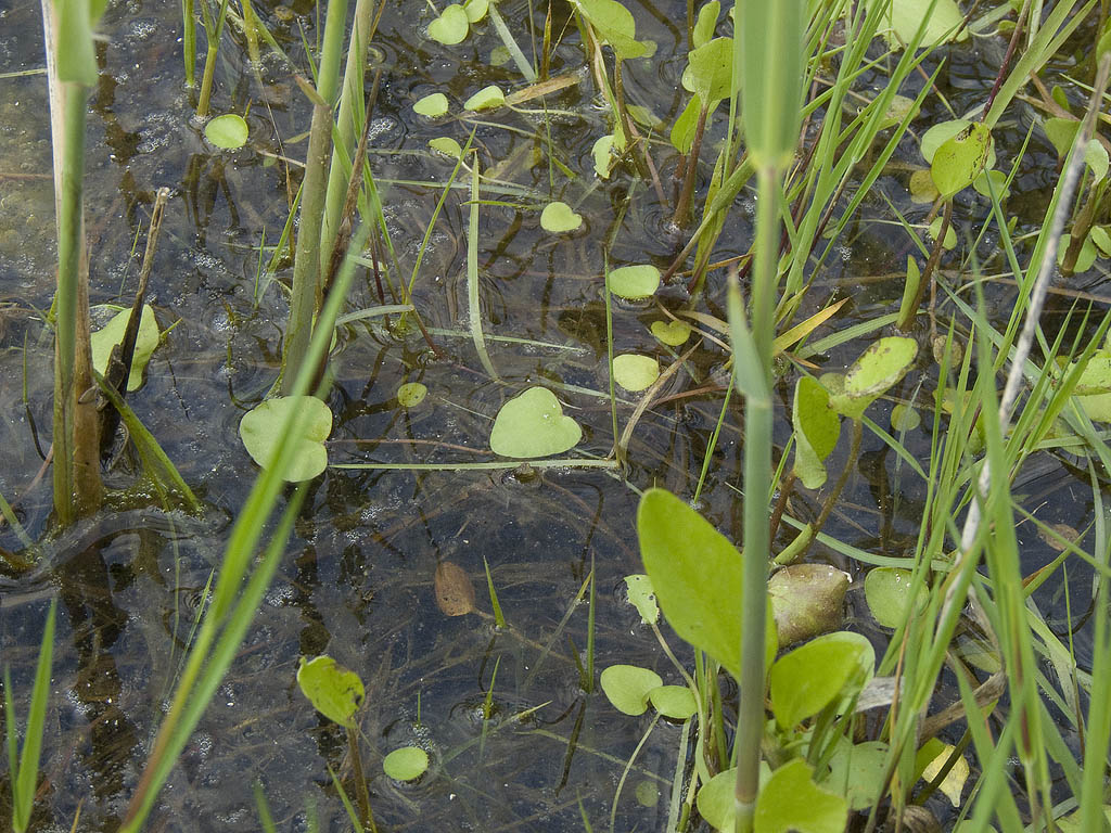 Ranunculus cfr. ophioglossifolius